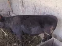 Bò cái, Gia súc — ảnh 7