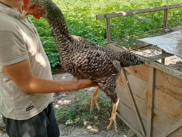 Chickens