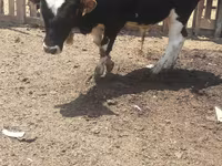 Býk, Russian Black pied cattle — foto 2