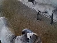 Гӯсфандон (партия, ҷинс муайян нашудааст), Merino sheep — акс 1