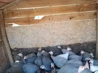 Guinea fowl — عکس 2