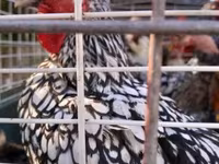Chickens — sawirka 2
