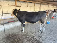 Bou, Simmental cattle — foto 4