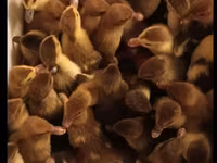 Ducks — foto 1