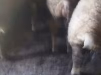 Biri-biri betina, Sheep — foto 7