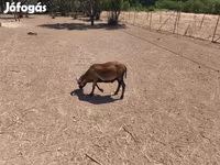 Kambing jantan, Cameroon sheep — foto 6