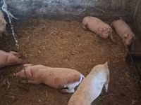 Scrofa, Maiali — foto 5