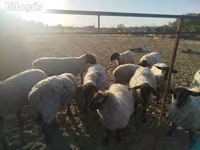 میش, White Suffolk sheep — عکس 3