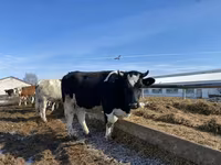 Αγελάδα, Russian Black pied cattle — φωτογραφία 2