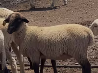 แกะตัวผู้, Hampshire sheep — รูปภาพ 1