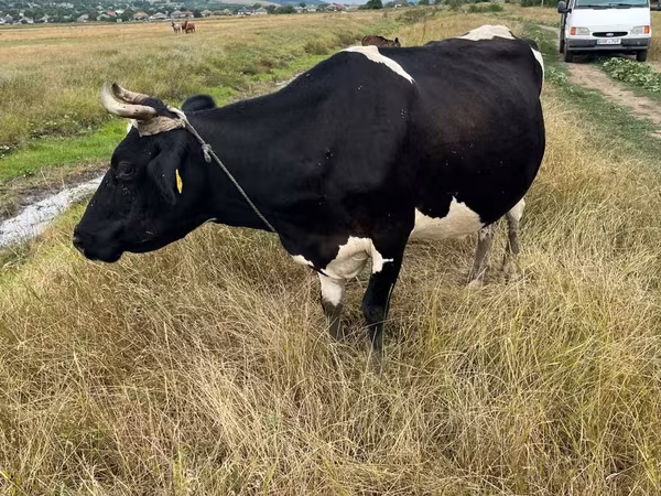 گاو ماده, Russian Black pied cattle