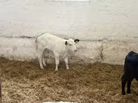 የከብት እንስሳት (ቡድን፣ ጾታ አልተጠቀሰም), Cattle — ፎቶ 4