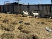 Koza, Saanen goat — zdjęcie 4
