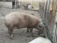 Babi betina, Pigs — foto 2