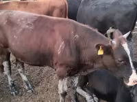 Dibi, Kazakh White-headed cow — sawirka 2