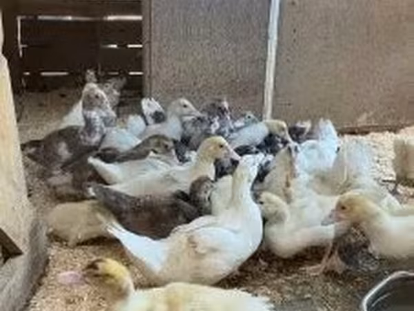 Ducks