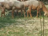 Ovce (šarže, pohlaví neuvedeno), Arashan sheep — foto 5