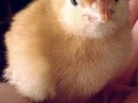 Chickens — تصویر 1