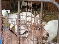 बकरी, Saanen goat — फ़ोटो 5