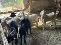Taka, Beetal goats — 1-rasm