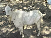 Billy Goat, Goats — photo 3