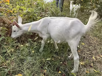 بز نر, Saanen goat — عکس 8