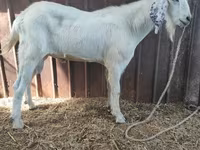 Caprone, Beetal goats — foto 1