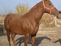 اسب نر, Thoroughbred horse — عکس 7