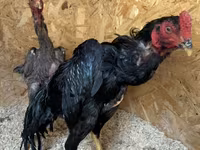 Chickens — 사진 2