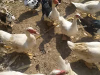 Ducks — fotografija 3