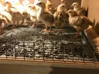 Chickens — zdjęcie 4
