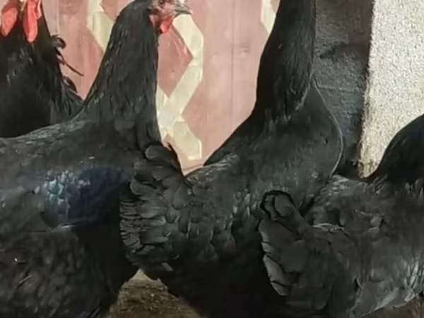 Chickens