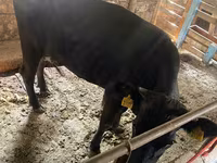 암소, Swiss cattle — 사진 7