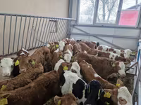 Toro, Simmental cattle — foto 1