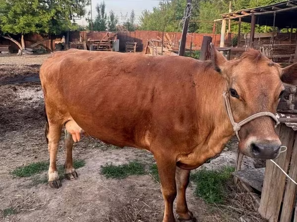 Mucca, Razza Alataus