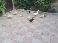 Ducks — عکس 4