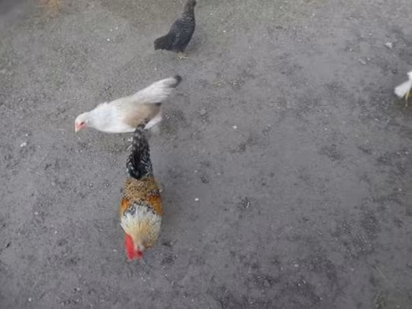 Japansk Bantam