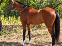 اسب نر, Westphalian — عکس 2