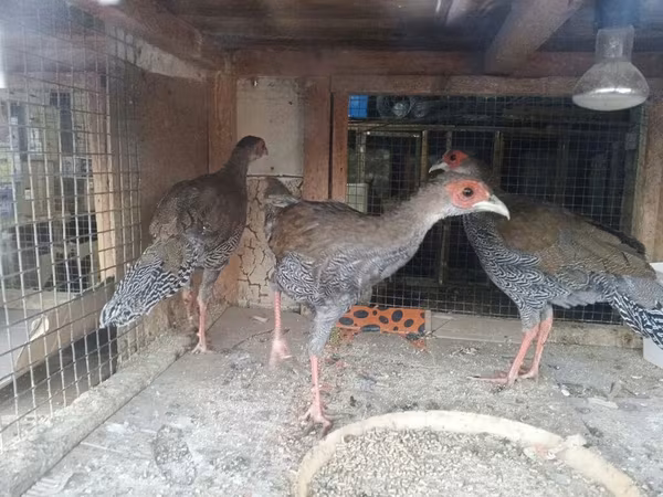Grigio perla