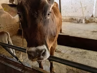 گائے, Swiss cattle — تصویر 1