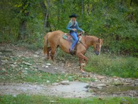 Stute, Quarter Horse — Foto 6