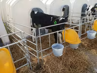 Tyre, Swiss cattle — foto 2