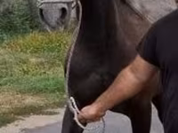 Koń, Lipizzaner — zdjęcie 2