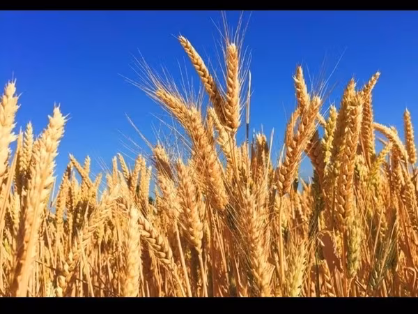 Продам🌾ячмень в любых количествах!