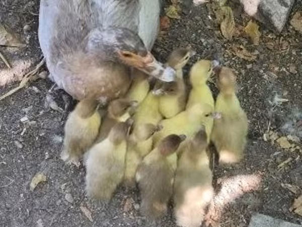 Ducks