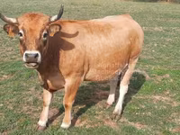Cow, Aubrac cattle — photo 6