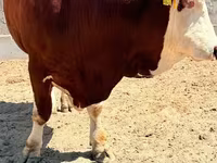 Tyre, Simmental cattle — foto 6