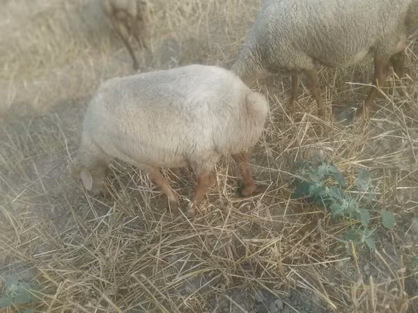 Ido, Sheep