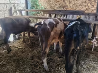 গাভী, Simmental cattle — ছবি 4
