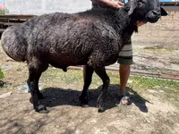 Cừu đực, Cừu — ảnh 3